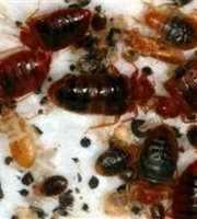 well-fed-bed-bug-pictures